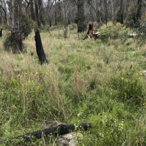 Bulbine sp. at Rendezvous Creek, ACT - 5 Dec 2021 04:16 PM