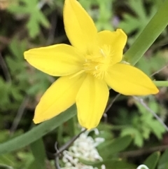 Bulbine sp. at Rendezvous Creek, ACT - 5 Dec 2021 04:16 PM