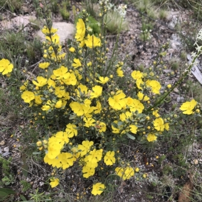 Hibbertia obtusifolia (Grey Guinea-flower) at Namadgi National Park - 5 Dec 2021 by BrianH