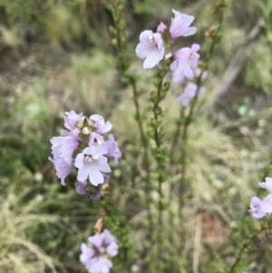 Euphrasia collina at Rendezvous Creek, ACT - 5 Dec 2021