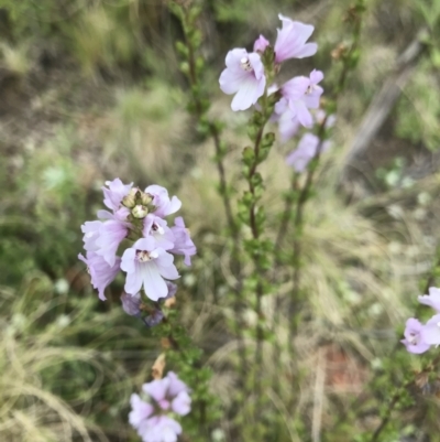 Euphrasia collina (Purple Eye-bright) at Rendezvous Creek, ACT - 5 Dec 2021 by BrianH