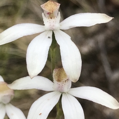 Caladenia moschata (Musky Caps) at Namadgi National Park - 5 Dec 2021 by BrianH