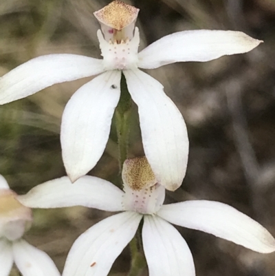 Caladenia moschata (Musky Caps) at Rendezvous Creek, ACT - 5 Dec 2021 by BrianH