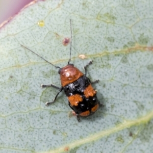 Aporocera (Aporocera) jocosa at Yaouk, NSW - 5 Dec 2021