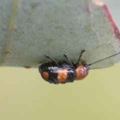 Aporocera (Aporocera) jocosa at Yaouk, NSW - 5 Dec 2021