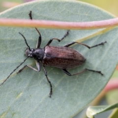 Homotrysis sp. (genus) (Darkling beetle) at Yaouk, NSW - 5 Dec 2021 by AlisonMilton