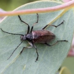 Homotrysis sp. (genus) at Yaouk, NSW - 5 Dec 2021