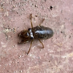 Cicadidae sp. (family) (Unidentified cicada) at Aranda, ACT - 8 Dec 2021 by KMcCue
