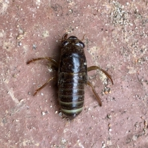 Cicadidae (family) at Aranda, ACT - 8 Dec 2021