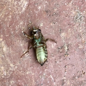 Cicadidae (family) at Aranda, ACT - 8 Dec 2021