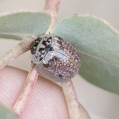 Paropsisterna m-fuscum (Eucalyptus Leaf Beetle) at Yaouk, NSW - 5 Dec 2021 by AlisonMilton