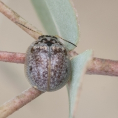Paropsisterna m-fuscum at Yaouk, NSW - 5 Dec 2021