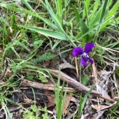 Viola sp. (Violet) at Yaouk, NSW - 5 Dec 2021 by KMcCue