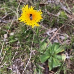 Podolepis jaceoides (Showy Copper-wire Daisy) at Yaouk, NSW - 5 Dec 2021 by KMcCue