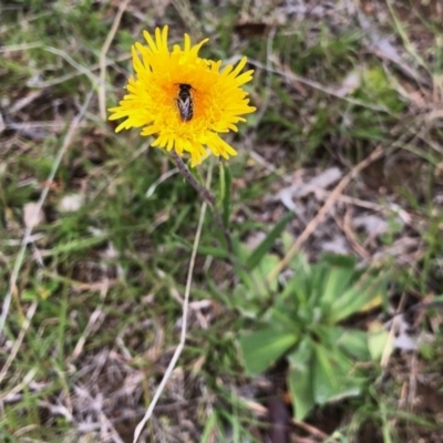 Podolepis jaceoides (Showy Copper-wire Daisy) at Yaouk, NSW - 5 Dec 2021 by KMcCue