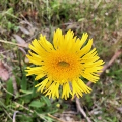 Podolepis jaceoides at Yaouk, NSW - 5 Dec 2021