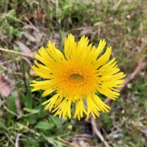 Podolepis jaceoides at Yaouk, NSW - 5 Dec 2021