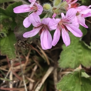 Pelargonium australe at Mount Clear, ACT - 28 Nov 2021