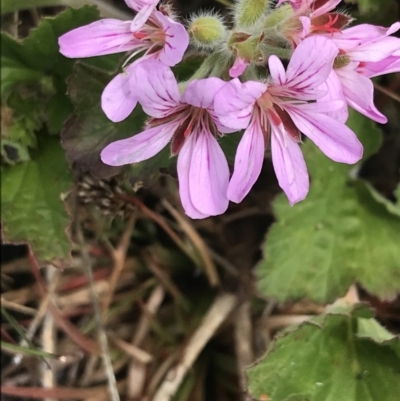 Pelargonium australe (Austral Stork's-bill) at Namadgi National Park - 28 Nov 2021 by Tapirlord