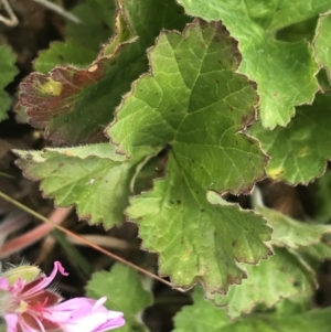 Pelargonium australe at Mount Clear, ACT - 28 Nov 2021