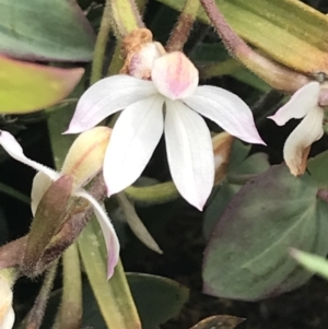 Caladenia alpina at Mount Clear, ACT - 28 Nov 2021