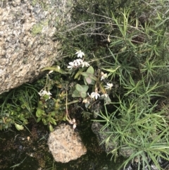 Caladenia alpina at Mount Clear, ACT - suppressed