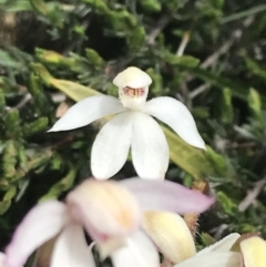 Caladenia alpina at Mount Clear, ACT - suppressed