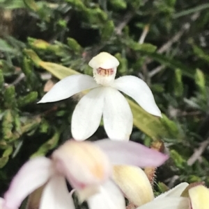 Caladenia alpina at Mount Clear, ACT - suppressed