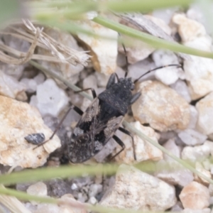 Euander lacertosus at Yaouk, NSW - 5 Dec 2021