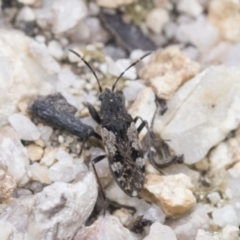 Euander lacertosus at Yaouk, NSW - 5 Dec 2021