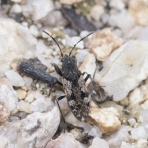 Euander lacertosus at Yaouk, NSW - 5 Dec 2021 01:49 PM