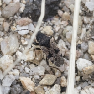 Euander lacertosus at Yaouk, NSW - 5 Dec 2021