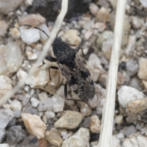 Euander lacertosus at Yaouk, NSW - 5 Dec 2021 01:49 PM