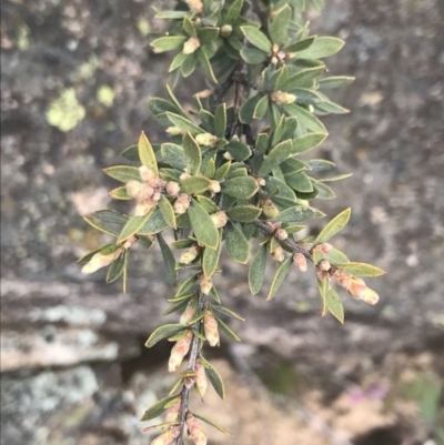 Leptospermum grandifolium (Woolly Teatree, Mountain Tea-tree) at Yaouk, NSW - 28 Nov 2021 by Tapirlord