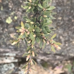 Leptospermum grandifolium at Yaouk, NSW - 28 Nov 2021