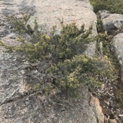 Leptospermum grandifolium at Yaouk, NSW - 28 Nov 2021