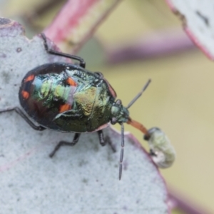 Cermatulus nasalis at Yaouk, NSW - 5 Dec 2021