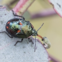 Cermatulus nasalis (Predatory shield bug, Glossy shield bug) at Yaouk, NSW - 5 Dec 2021 by AlisonMilton