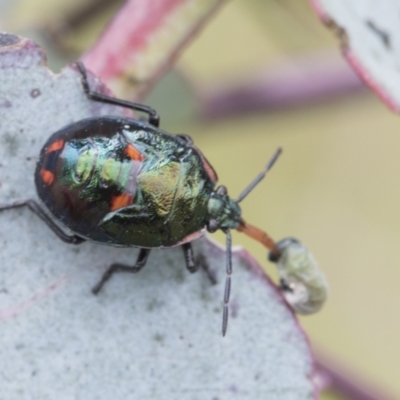 Cermatulus nasalis (Predatory shield bug, Glossy shield bug) at Yaouk, NSW - 5 Dec 2021 by AlisonMilton