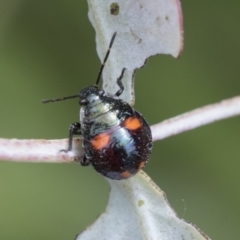 Cermatulus nasalis at Yaouk, NSW - 5 Dec 2021