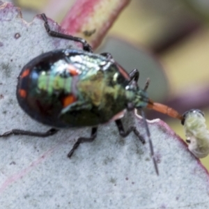 Cermatulus nasalis at Yaouk, NSW - 5 Dec 2021