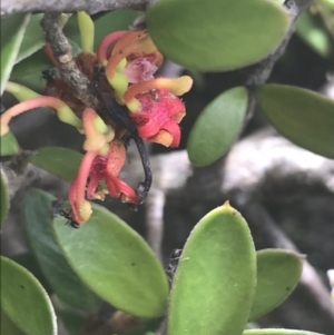 Grevillea diminuta at Mount Clear, ACT - 28 Nov 2021