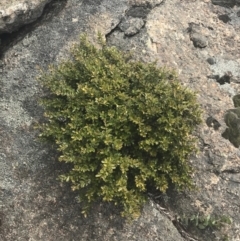 Grevillea diminuta at Mount Clear, ACT - 28 Nov 2021