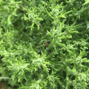 Olearia algida at Mount Clear, ACT - 28 Nov 2021