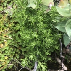 Olearia algida at Mount Clear, ACT - 28 Nov 2021