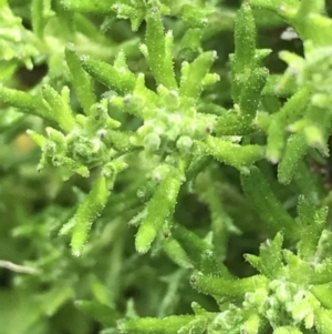 Olearia algida at Mount Clear, ACT - 28 Nov 2021