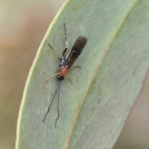 Braconidae (family) at Yaouk, NSW - 5 Dec 2021 01:44 PM