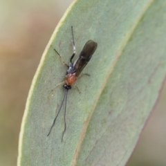 Braconidae sp. (family) (Unidentified braconid wasp) at Yaouk, NSW - 5 Dec 2021 by AlisonMilton