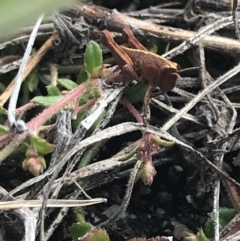 Percassa rugifrons (Mountain Grasshopper) at Namadgi National Park - 28 Nov 2021 by Tapirlord