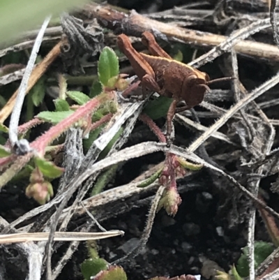 Percassa rugifrons (Mountain Grasshopper) at Namadgi National Park - 28 Nov 2021 by Tapirlord